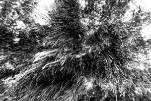 Black and white abstract black and white photography of looking up at the leaves and branches of a weeping willow hanging down from the tree