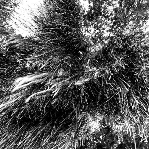 Black and white abstract black and white photography of looking up at the leaves and branches of a weeping willow hanging down from the tree