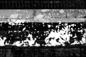 Black and white abstract photograph of horizontal planes with shadows of the organic shadows of the leaves of trees on the streets of Tokyo Japan