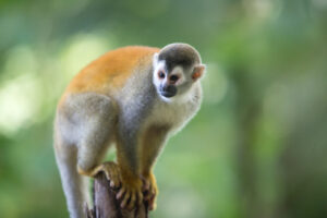 Color photography of a Central American squirrel monkey standing on a tree stump in the forest in Costa Rica.