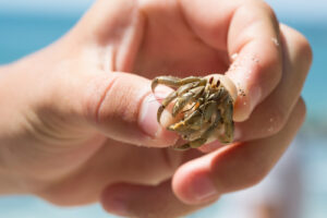 Color macro photograph of a Ecuadorian Hermit Crab (Coenobita Compressus) being held in a young boys hand on the beach in Costa Rica