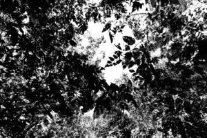 High contrast black and white abstract photograph of the overlapping of plant foliage at San Francisco botanical garden in California.