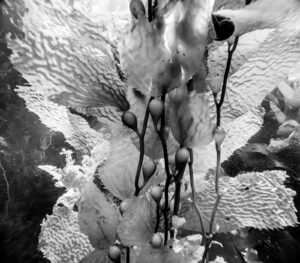 black and white underwater photograph of giant kelp and their air filled ballasts called pneumatocysts in the ocean off the beach on Catalina Island, California