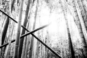 High contrast black and white photography of a bamboo forest on the The Shikoku Henro Pilgrimage in Japan