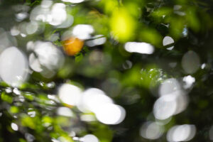 Looking into a sea of glowing green, white and orange spheres which create a painterly and dreamy feeling